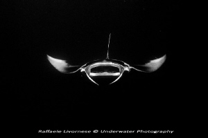 Manta ray in night dive by Raffaele Livornese 